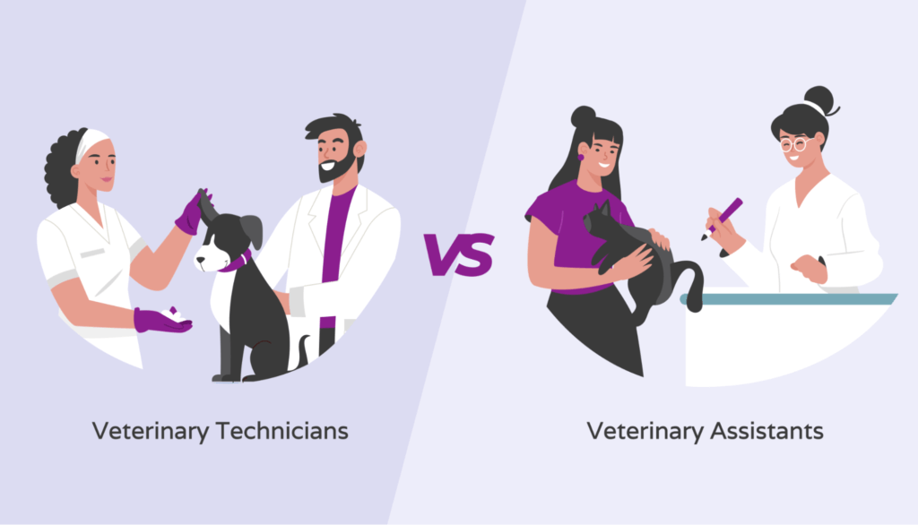 Comparison between vet techs and vet assistants